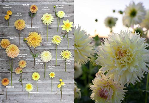 Floret Farm&