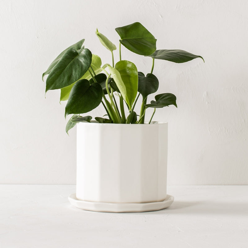Riveted Planter & Saucer
