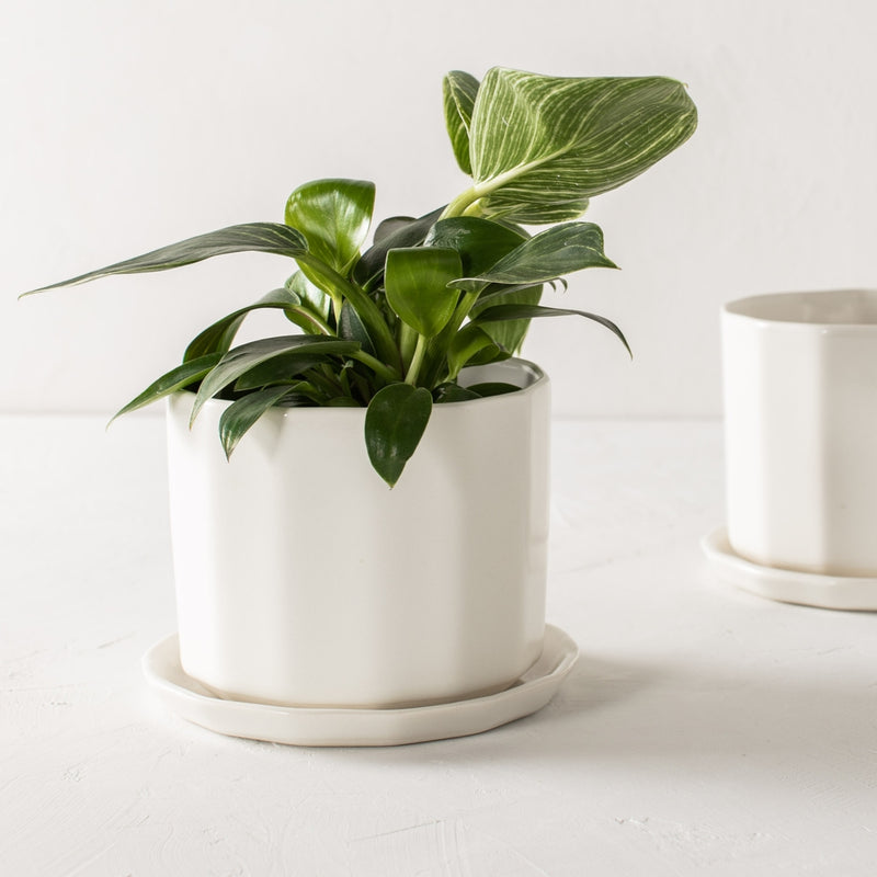 Riveted Planter & Saucer
