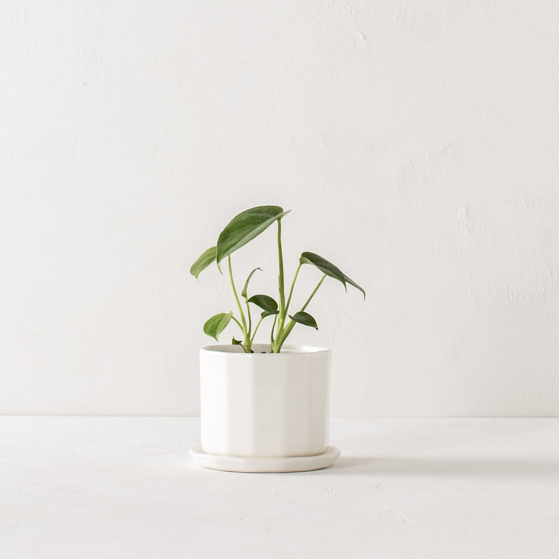 Riveted Planter & Saucer