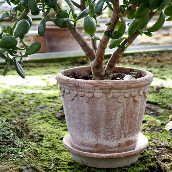 The Kobernhavner Pot & Saucer